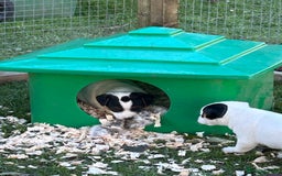 Jack Russell dogs for sale: 3 Lovely jack Russel girls - Image 14