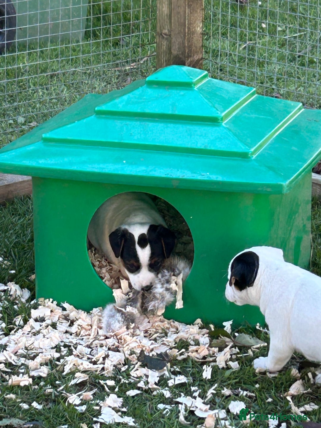 Jack Russell dogs for sale: 3 Lovely jack Russel girls - Image 14