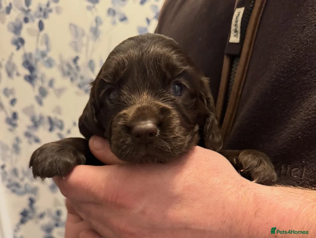 Sprocker dogs for sale: A beautiful litter docked Sprocker Spaniel puppies - Advert 4