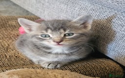 Domestic Shorthair cats for sale: Gorgeous Kittens for sale - Image 1