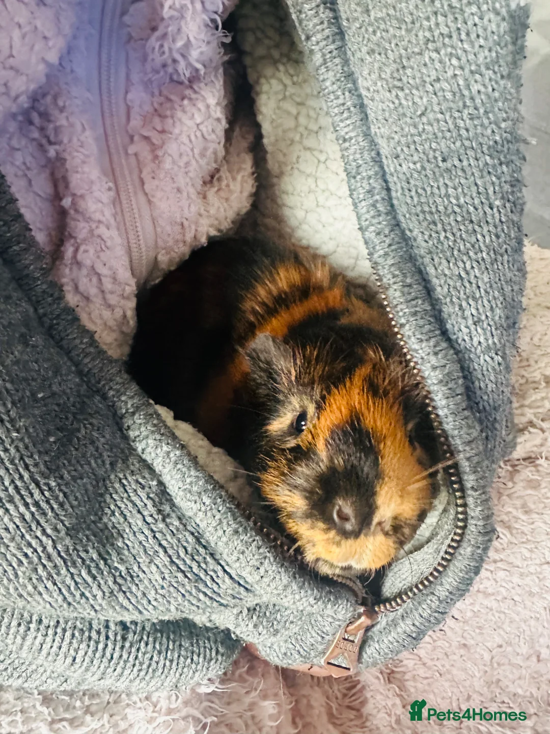 Guinea Pig rodents for sale: Male guinea pig for sale  - Advert 6