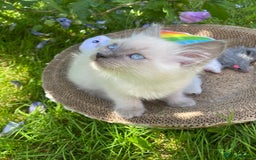 Ragdoll cats for sale: 2 BOYS LEFT . Ready to leave TODAY - Image 23