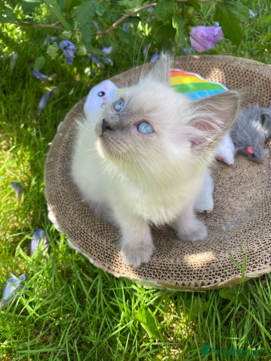 Ragdoll cats for sale: 2 BOYS LEFT . Ready to leave TODAY - Image 23