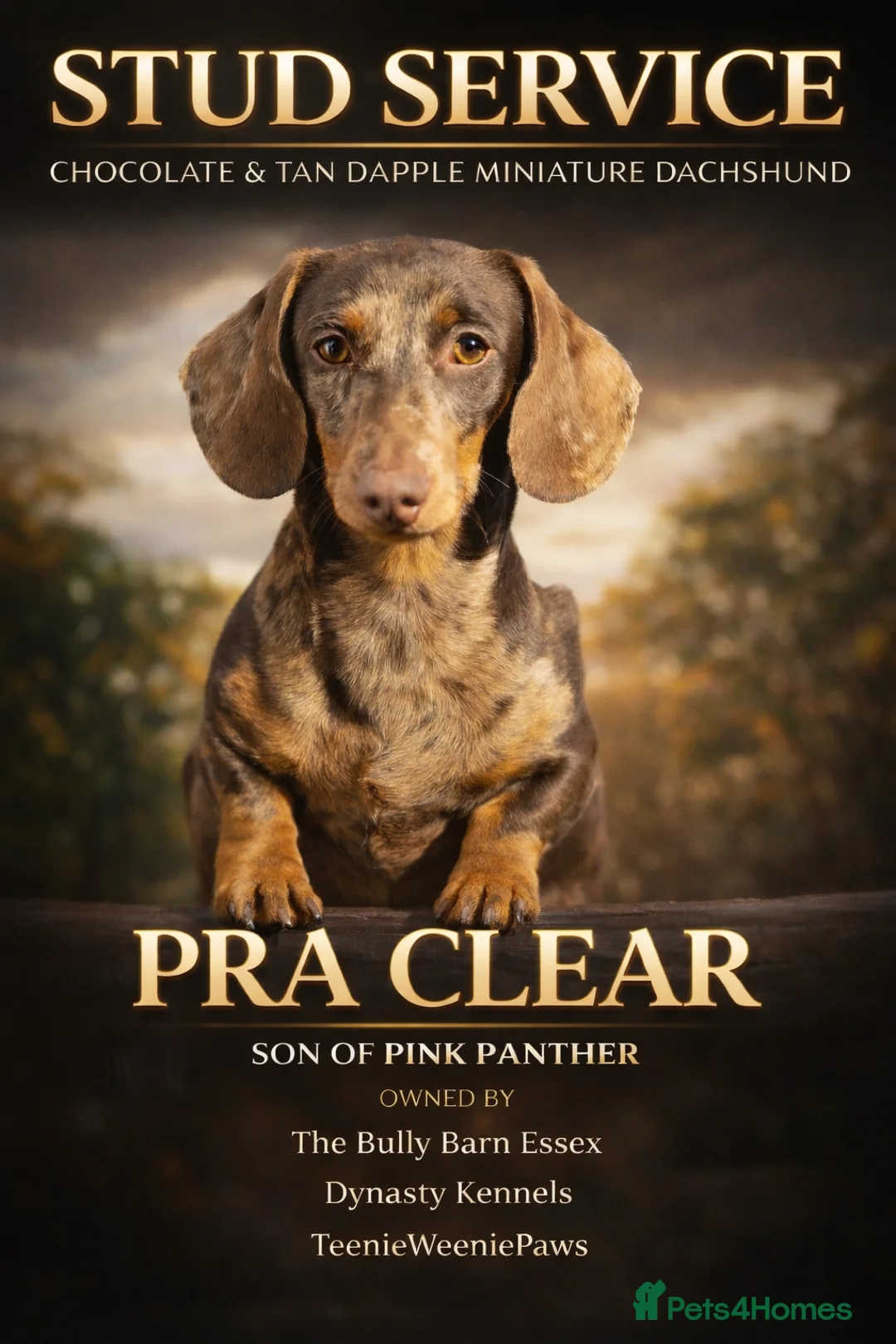 Miniature Dachshund dogs for stud: ROLO chocolate and tan dapple pink and LH carrier  - Advert 1