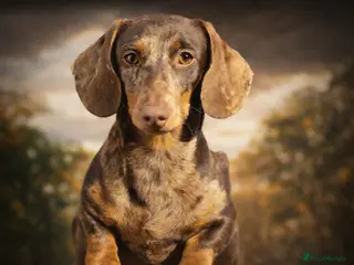 Miniature Dachshund dogs ROLO chocolate and tan dapple pink and LH carrier - Advert 1