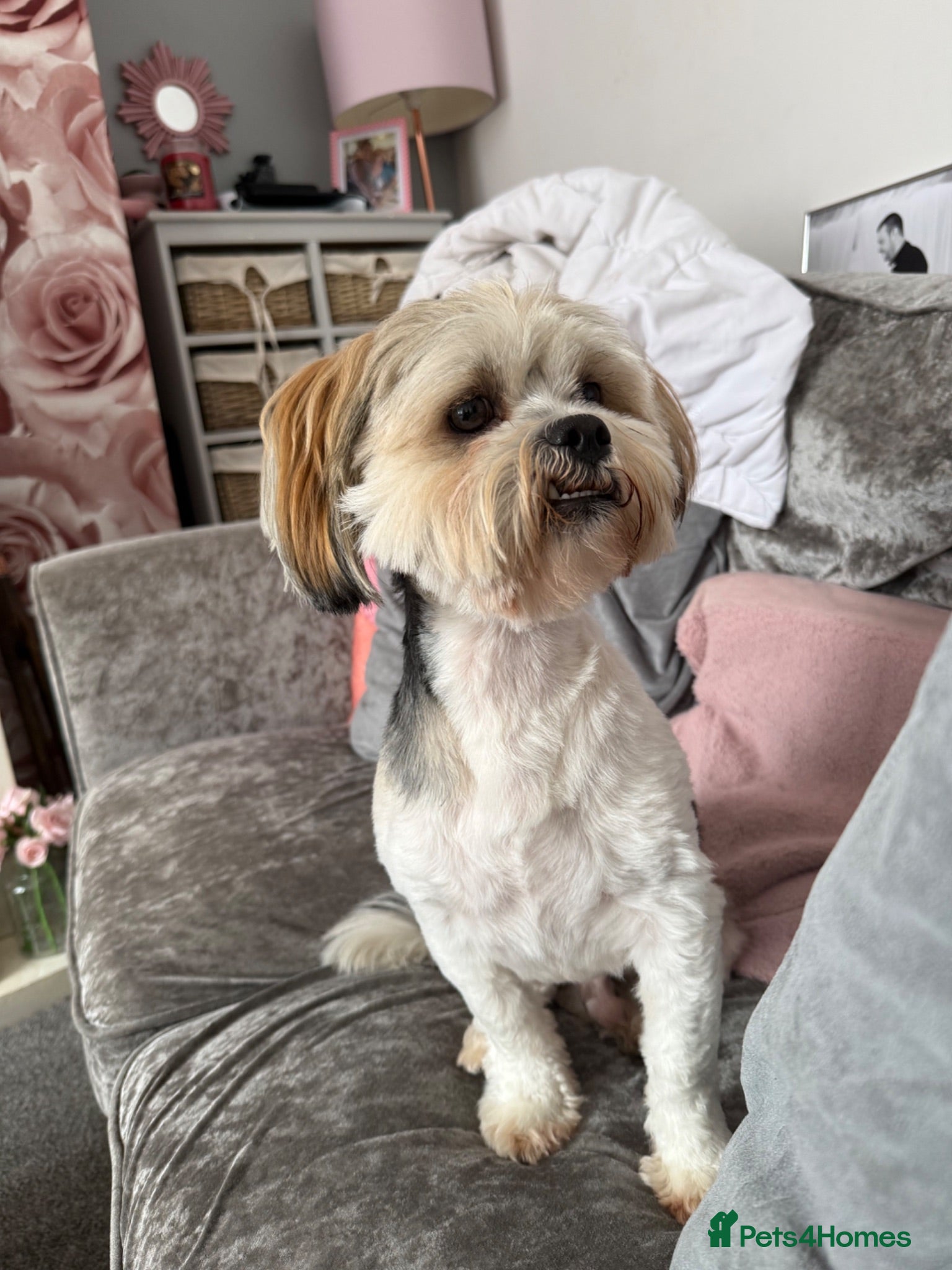 Lhasa Apso dogs Lhasa Apso for sale. Please read description  - Advert 1