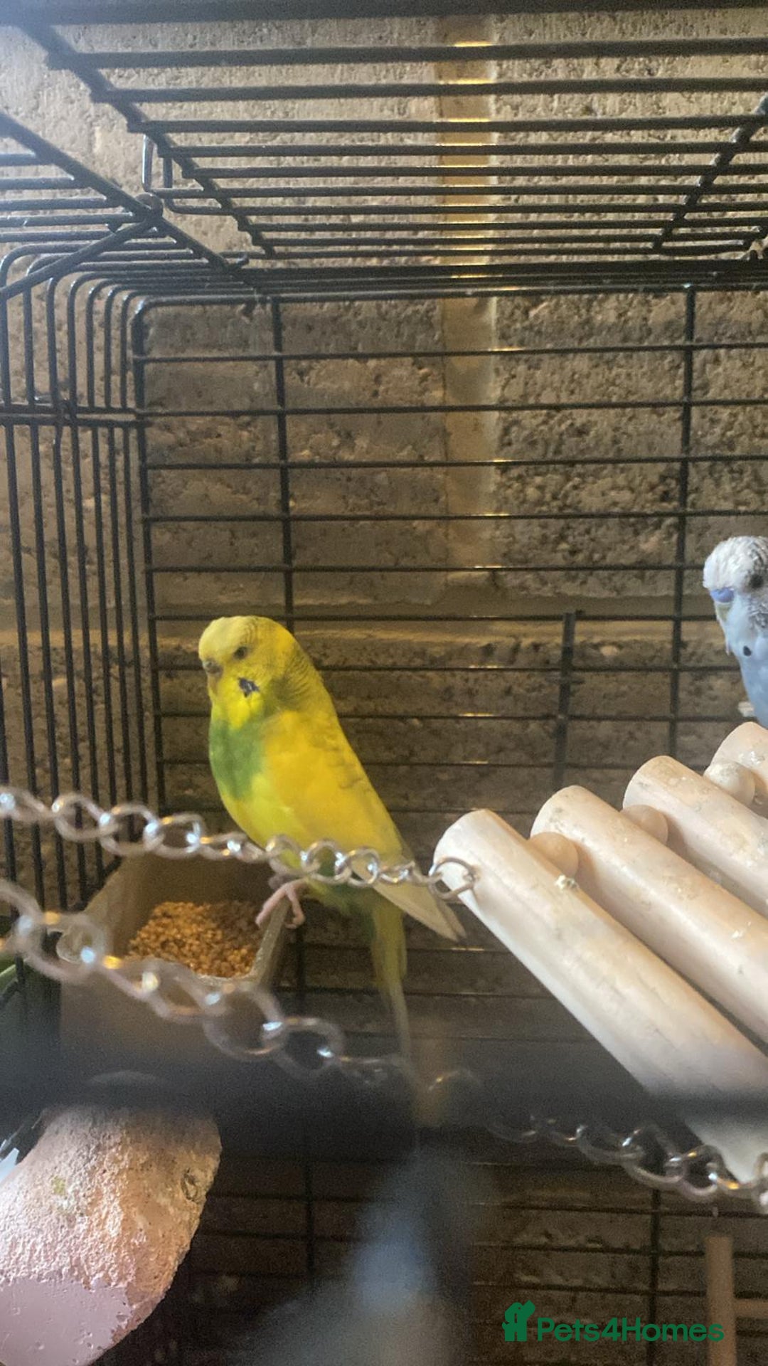 Budgerigars birds for sale: 11 budgies and 1 cocktails  - Image 15