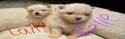 Pomeranian dogs for sale: Pomeranian puppies  - Advert 3