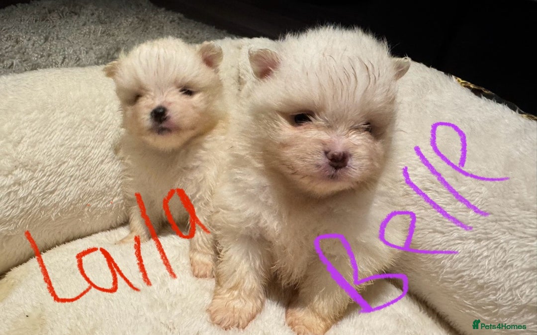 Pomeranian dogs for sale: Pomeranian puppies  - Advert 3