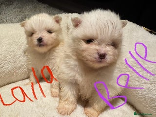 Pomeranian dogs Pomeranian puppies - Advert 13