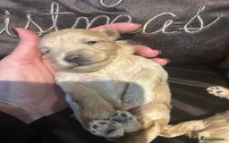 Maltipoo dogs for sale: Teeny tiny multipoos babies 🧸 - Advert 6