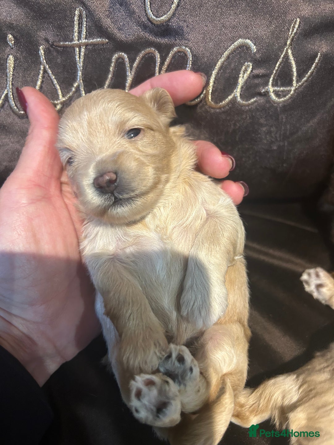 Maltipoo dogs for sale: Teeny tiny multipoos babies 🧸 - Advert 6