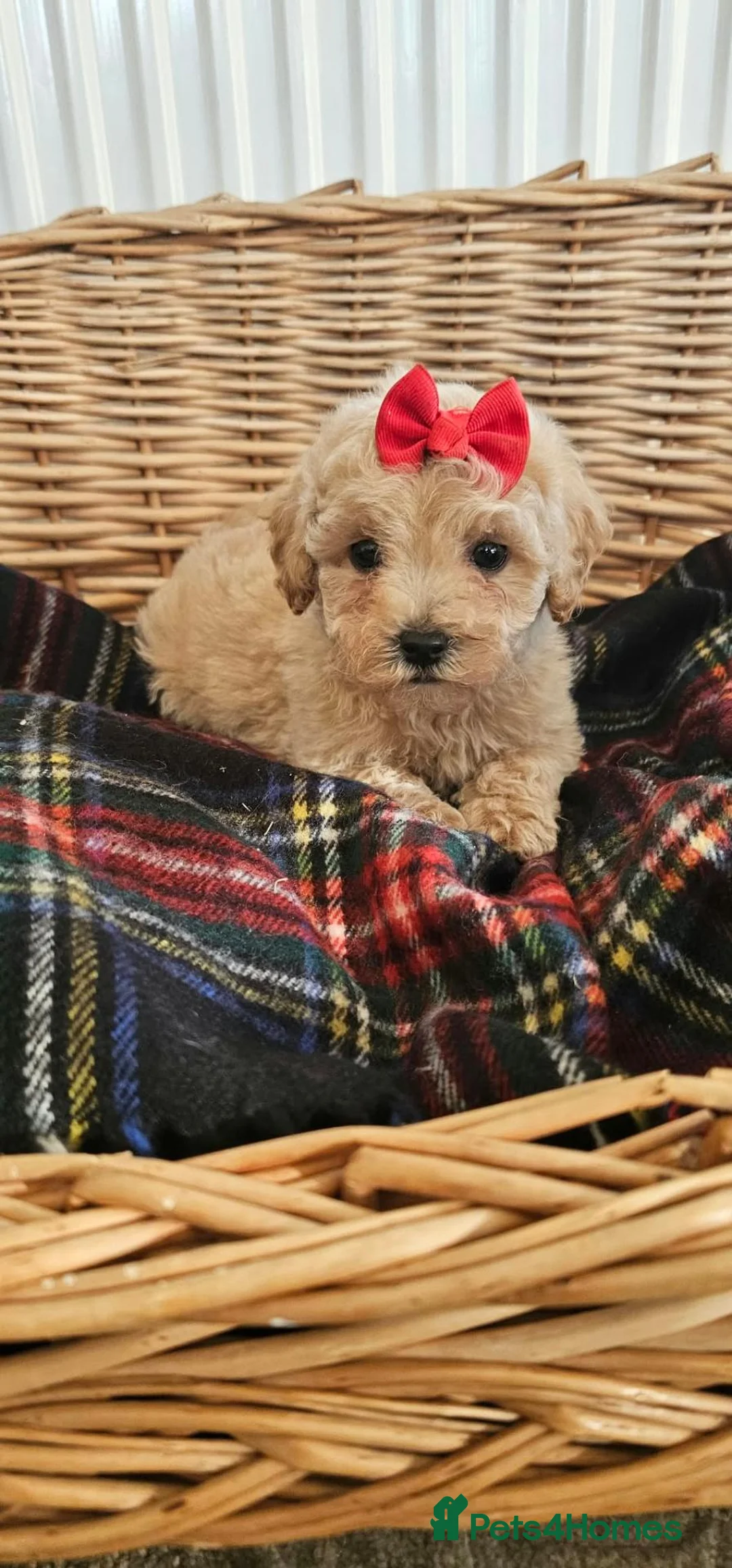 Cavapoo dogs for sale:  Puppies ready now for there new homes  in Tonbridge - Advert 2