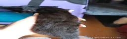 Mixed Breed cats for sale: KITTENS LOOKING FOR LOVING HOMES - Advert 23