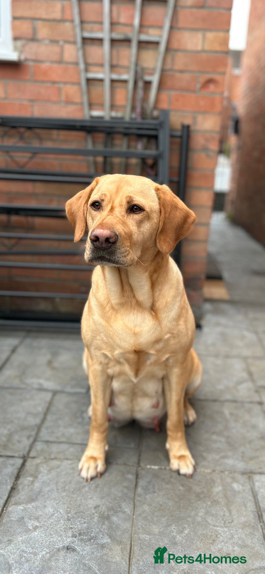 Labrador Retriever dogs Labrador Retriever Puppies For Sale - Advert 4
