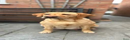 Labrador Retriever dogs for sale: Labrador Retriever Puppies For Sale - Advert 1