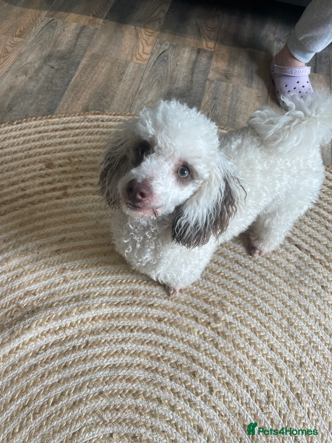Toy Poodle dogs for stud: Stunning playful Parti Toy Poodle at Stud in Cannock - Advert 7