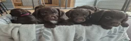 Sprocker dogs for sale: Working Sprocker Chocolate Puppies for sale - Advert 23