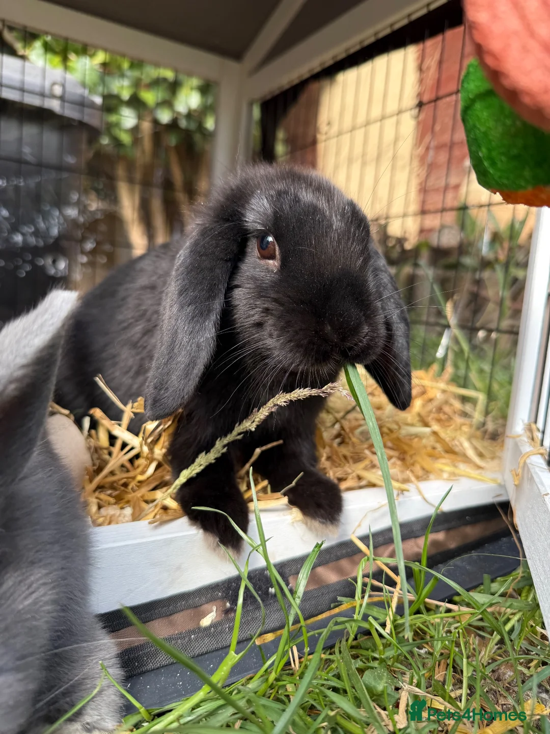 Mixed Breed rabbits for sale: 2 Male rabbits  in Worksop - Advert 2