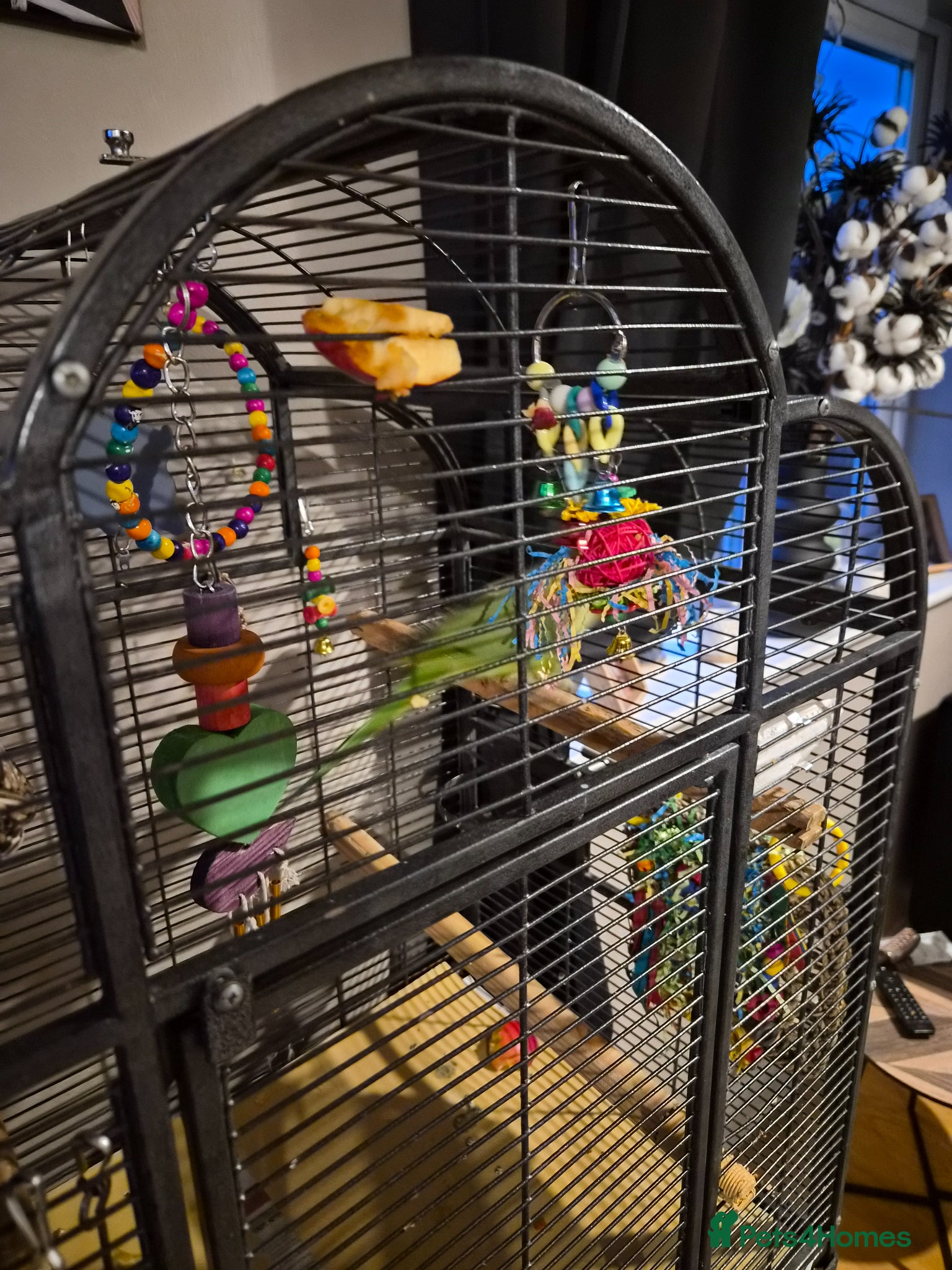 Parakeets birds Ringneck  - Advert 1