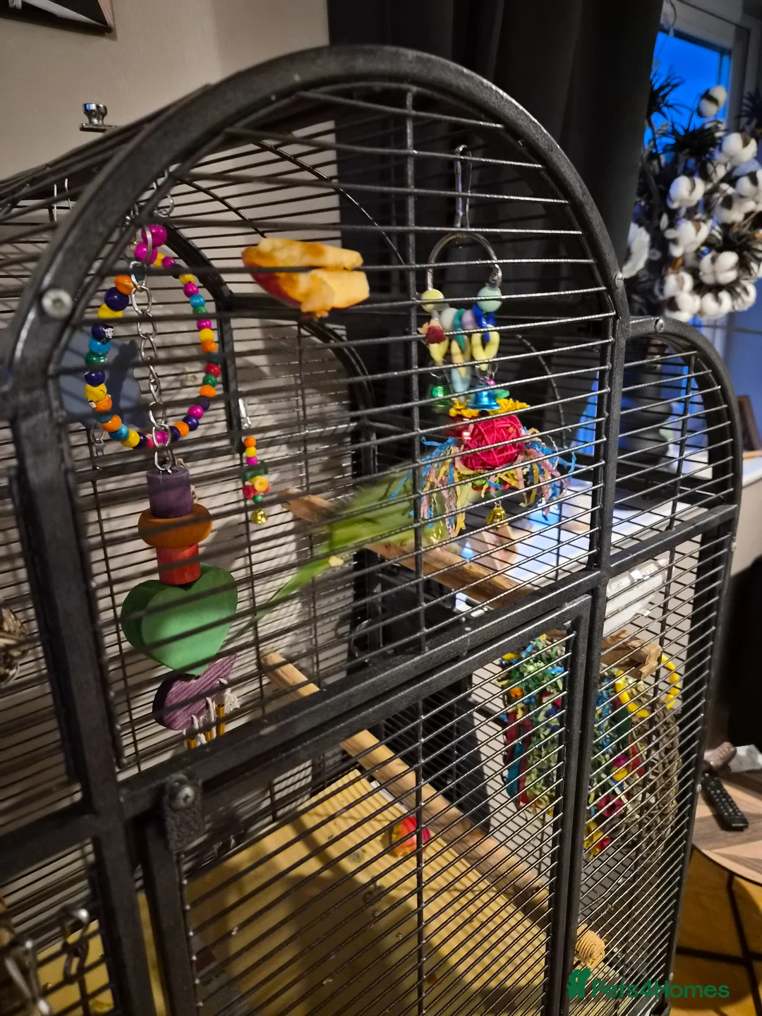 Parakeets birds for sale: Ringneck  in Brierley Hill - Advert 1