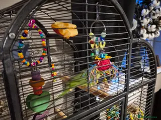 Parakeets birds Ringneck - Advert 1