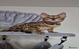 Bengal cats for sale: Last one😍Pure Bengal kittens❤️Ready to go😍 - Image 26