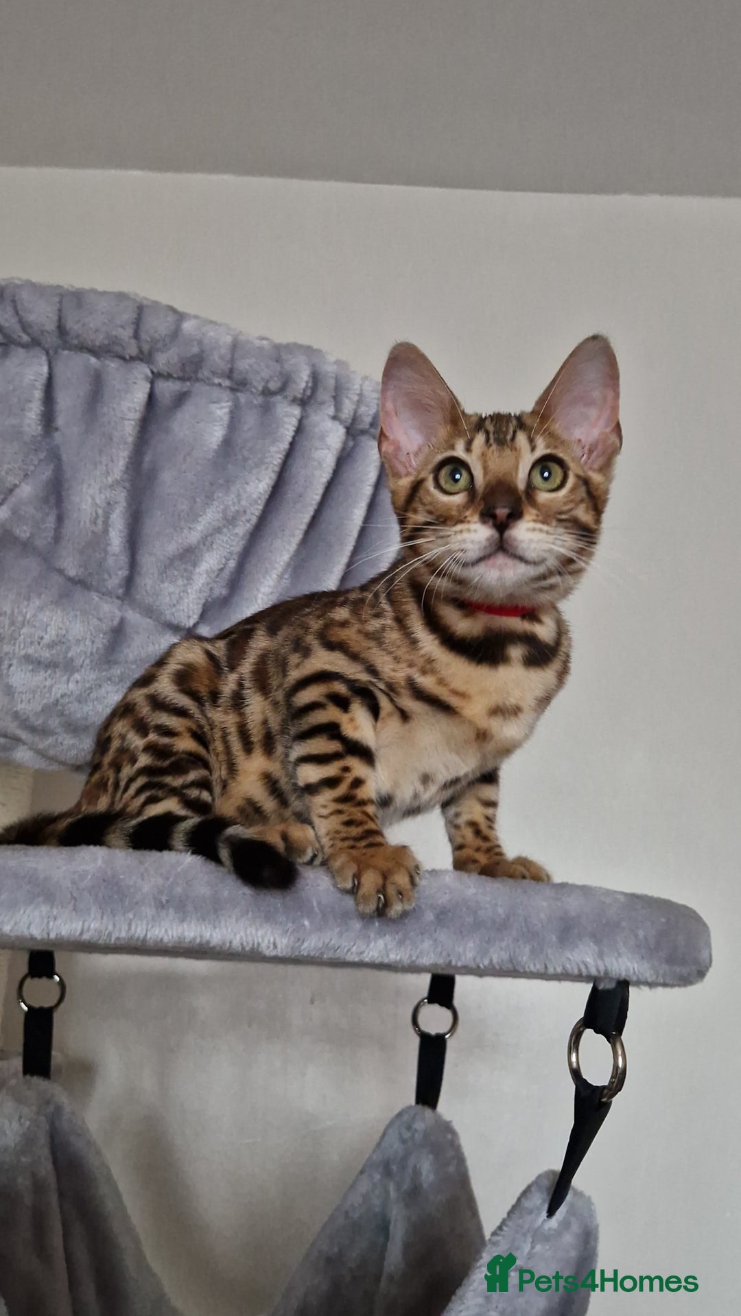Bengal cats for sale: Last one😍Pure Bengal kittens❤️Ready to go😍 - Image 26