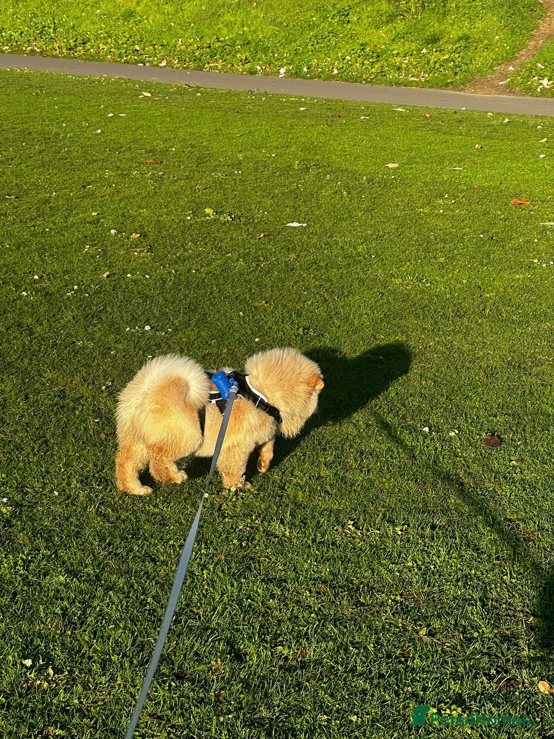 Chow Chow dogs for sale: Chow chow Arkane - Advert 3