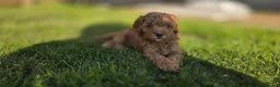 Cockapoo dogs for sale: 1 F1BB Health Tested Toy Cockapoo Left!  - Advert 4