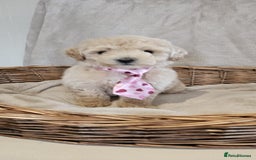 Poochon dogs for sale: Poochon puppies ready now  - Image 1