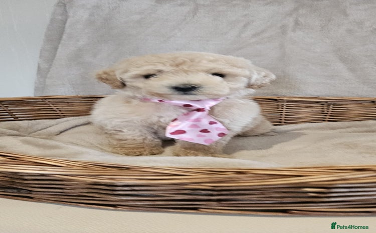 Poochon dogs - Advert 1