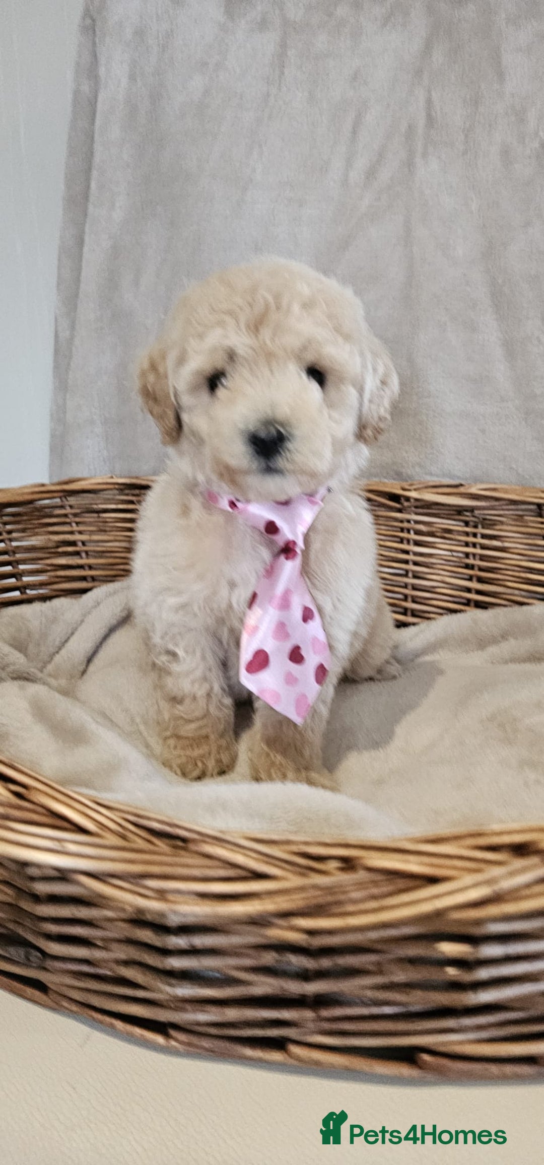 Poochon dogs for sale: Poochon puppies ready now  - Image 1