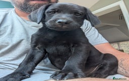 Labrador Retriever dogs for sale: Labrador Puppys ( 3 ) - Image 4