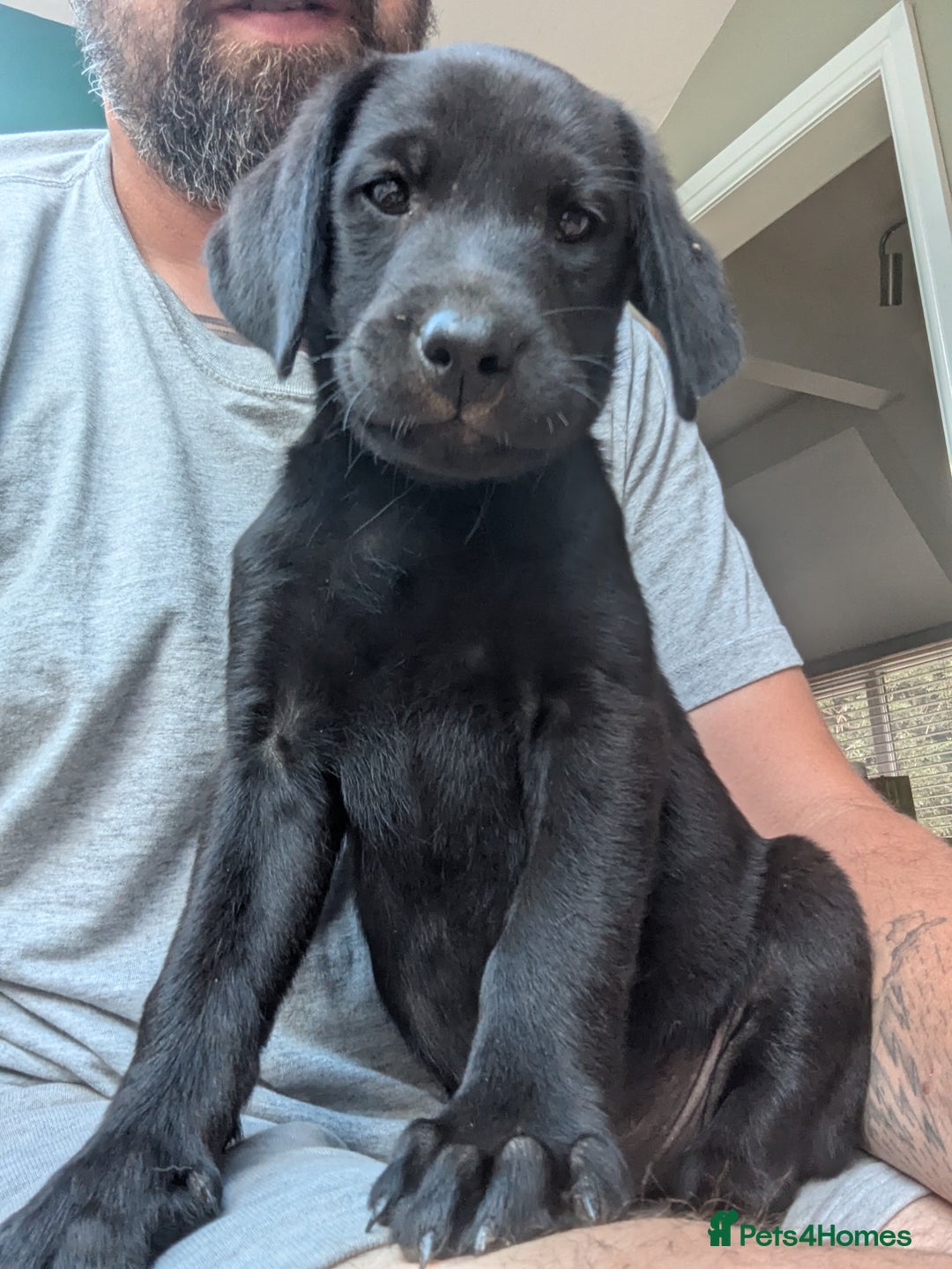 Labrador Retriever dogs for sale: Labrador Puppys ( 3 ) - Image 4