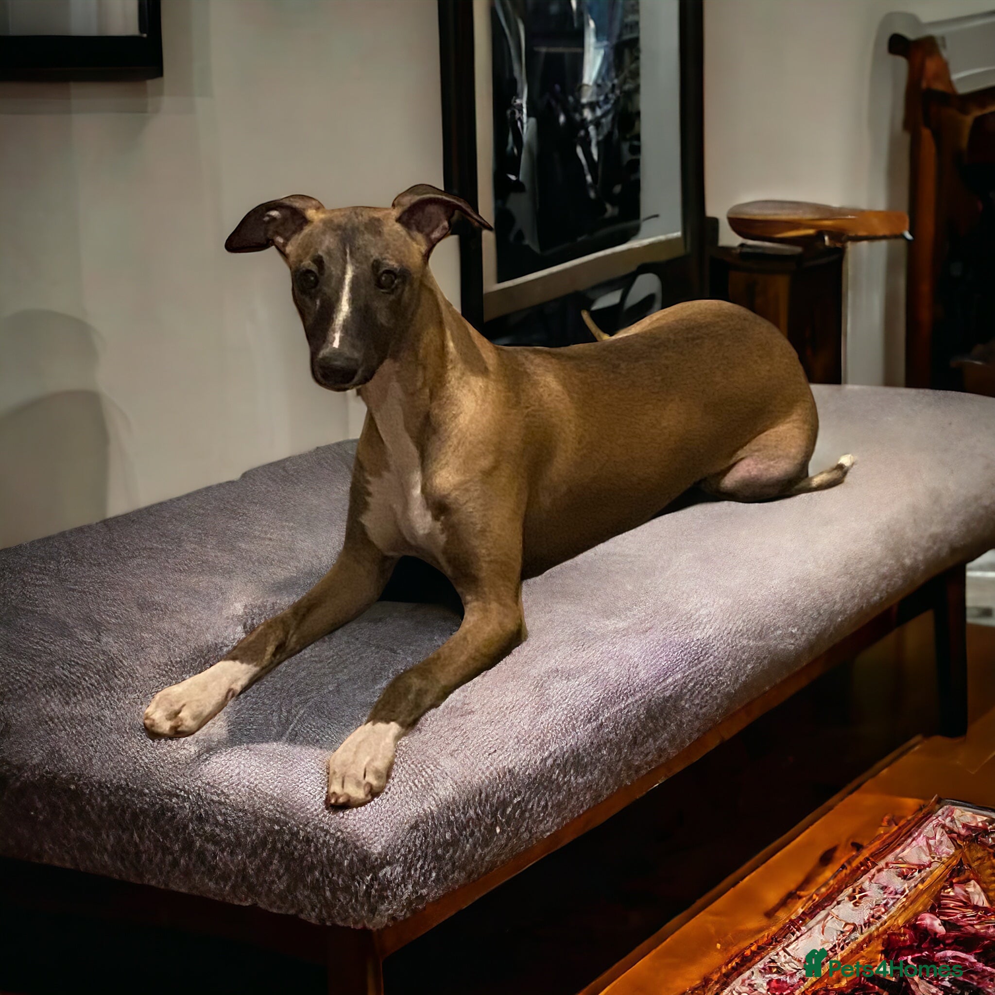 Whippet dogs Beautiful 2 year old female whippet - Advert 6