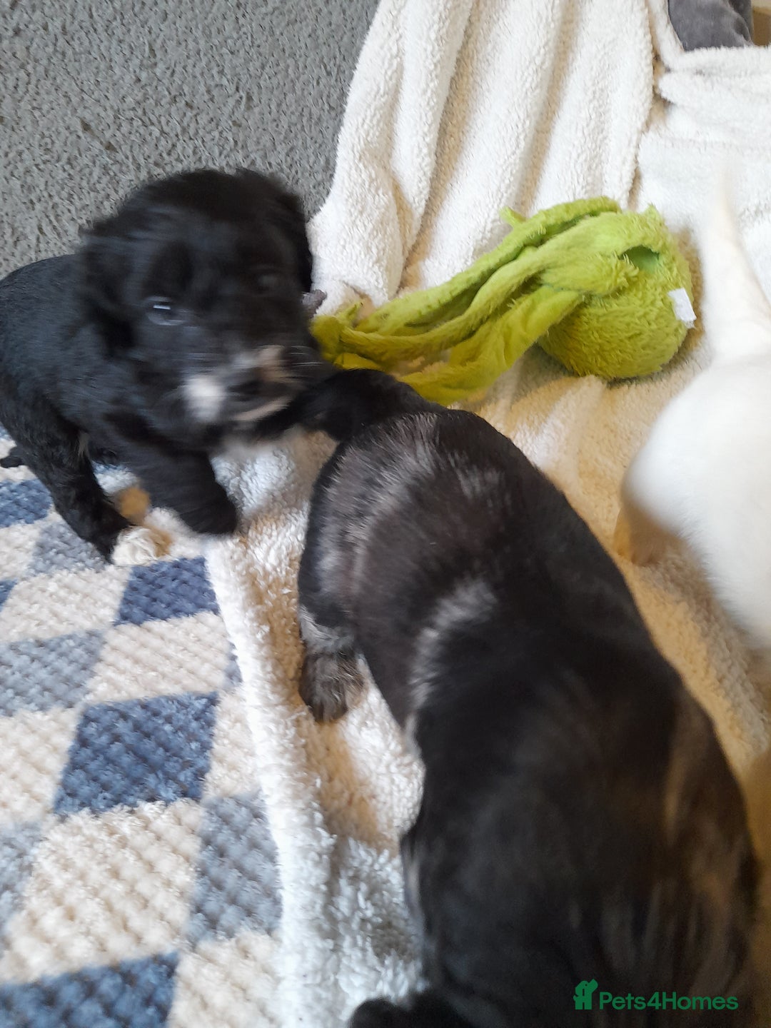 Sproodle dogs for sale: Gorgeous Sproodle pups. - Advert 14