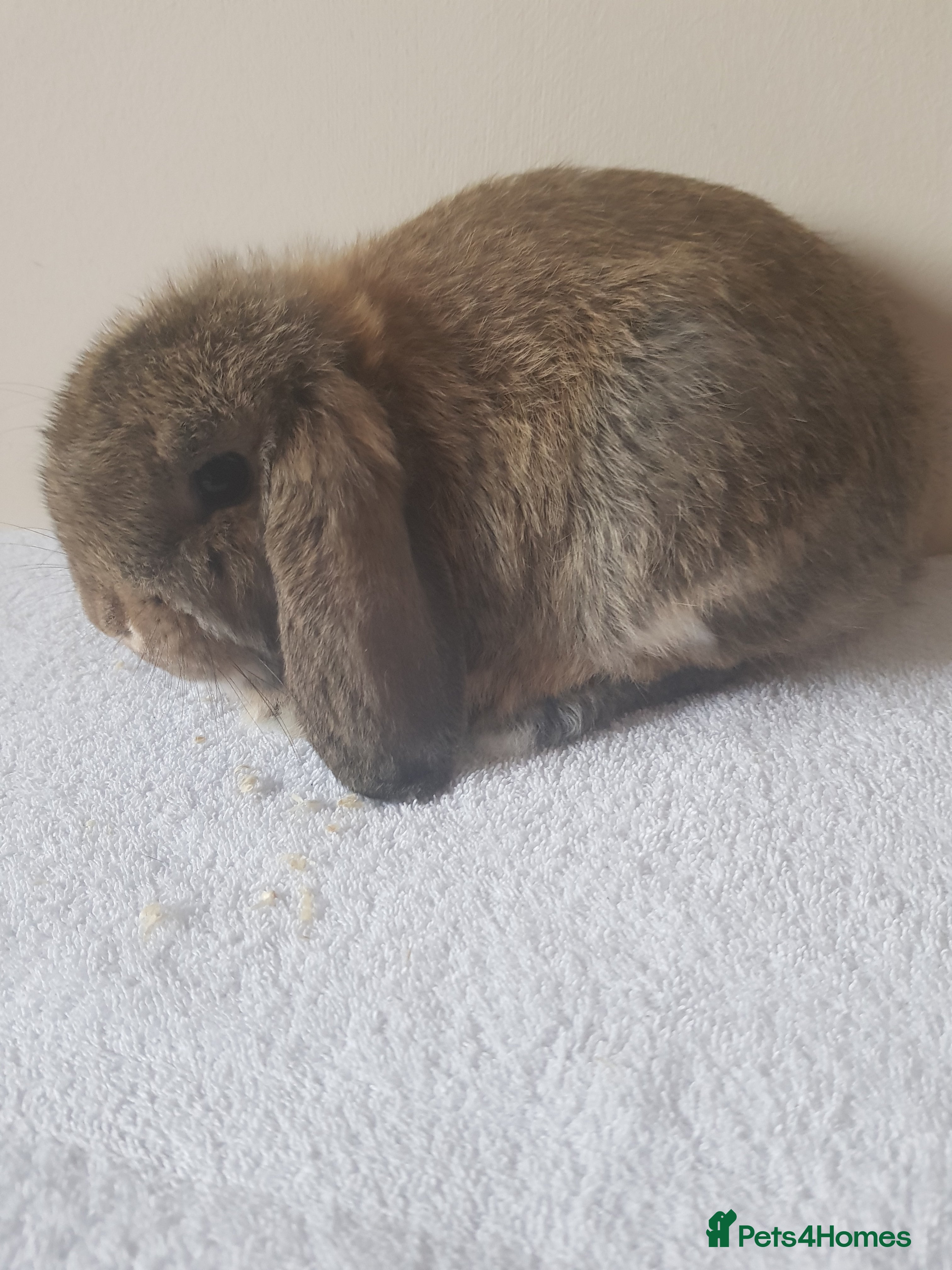 German Lop rabbits Baby German Lop Rabbits - Advert 1
