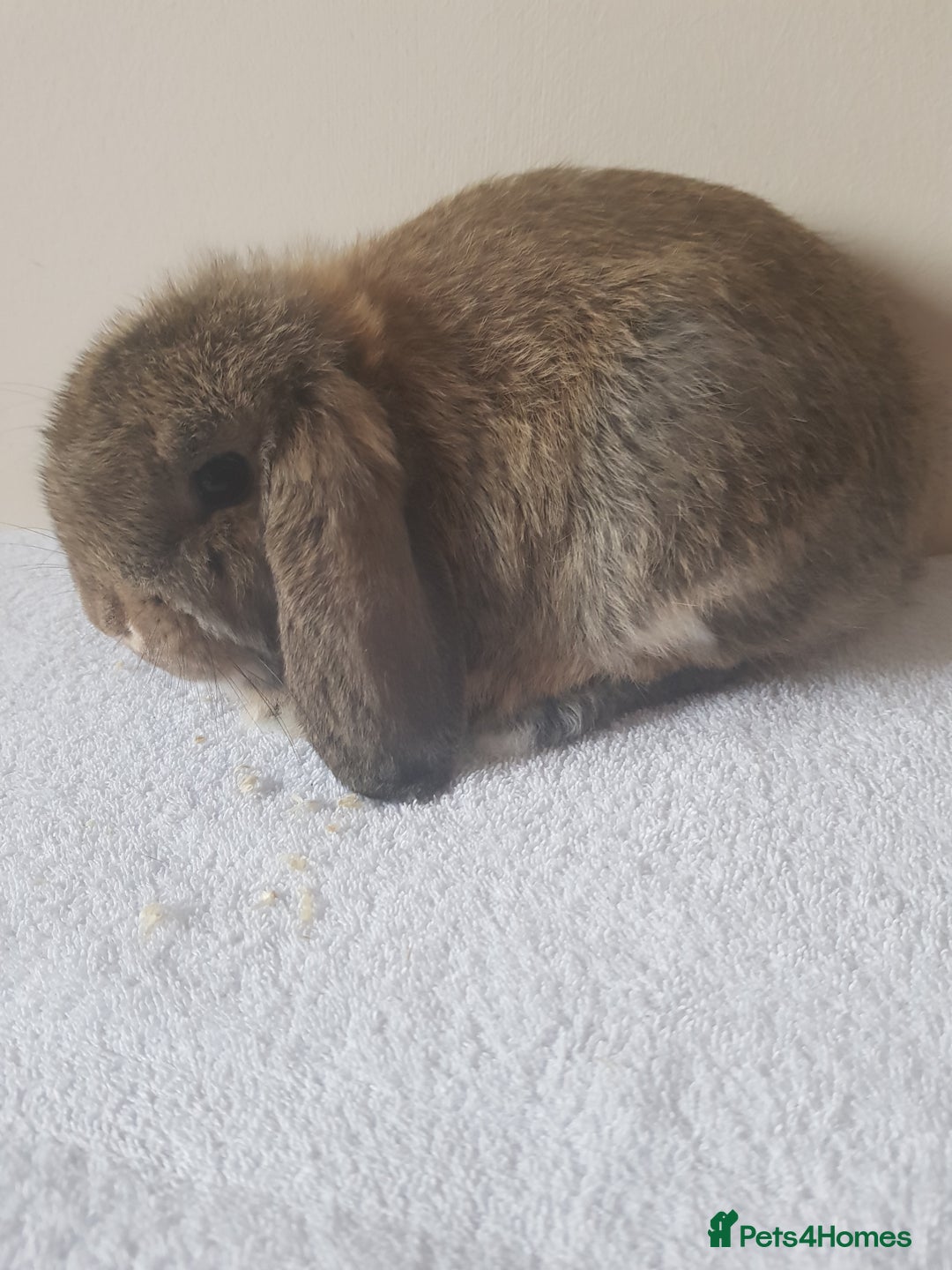 German Lop rabbits for sale: Baby German Lop Rabbits - Advert 1
