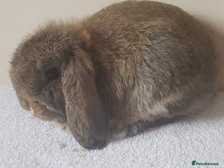 German Lop rabbits Baby German Lop Rabbits - Advert 1
