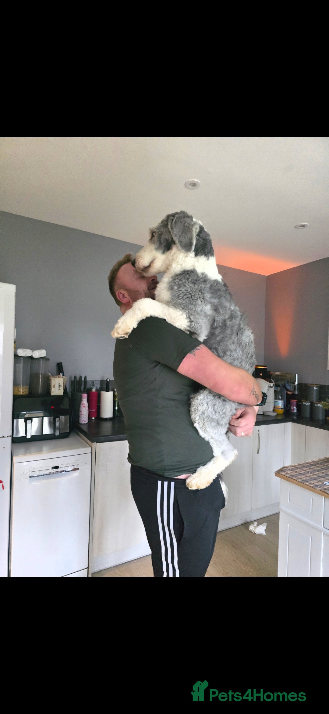 Old English Sheepdog dogs for sale: Old english sheepdog  - Advert 2