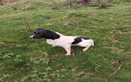 Sprocker dogs for sale: Sprocker puppies - Image 9