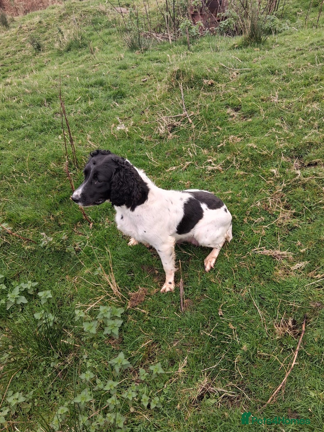Sprocker dogs for sale: Sprocker puppies - Image 9