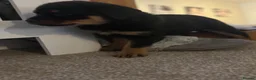 Rottweiler dogs for sale: Full Rottweiler pups  in Derby - Advert 17