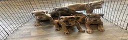 Cane Corso dogs for sale: Cane corso pups ready now  in Dereham - Advert 8