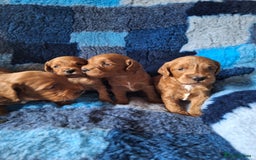 Cockapoo dogs for sale: Cockerpoo Puppies – Standard Size Red Boys Only - Image 16