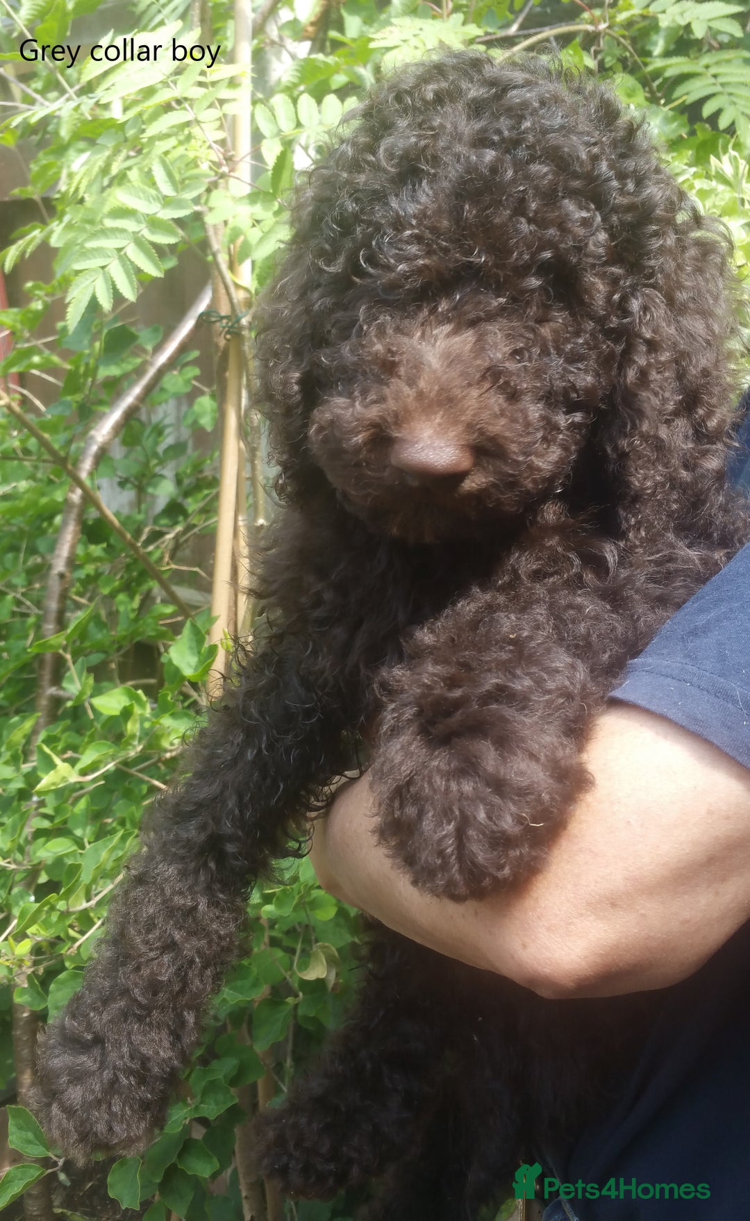 Labradoodle dogs for stud: PROVEN Healthy Labradoodle STUD - Hypoallergenic  - Image 12