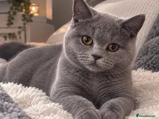 British Shorthair cats 💙 GCCF Registered Blue British Shorthair Boy 💙 - Advert 5