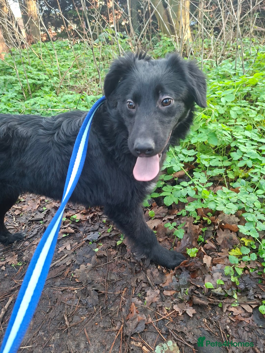 Mixed Breed dogs for adoption: Tara - North Walsham Norfolk  - Advert 12