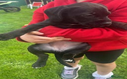 Mixed Breed dogs for sale: Litter of 4 beautiful Cockerdale pups  - Image 3